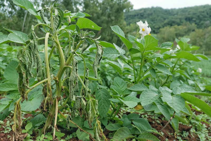Bacterial Wilt